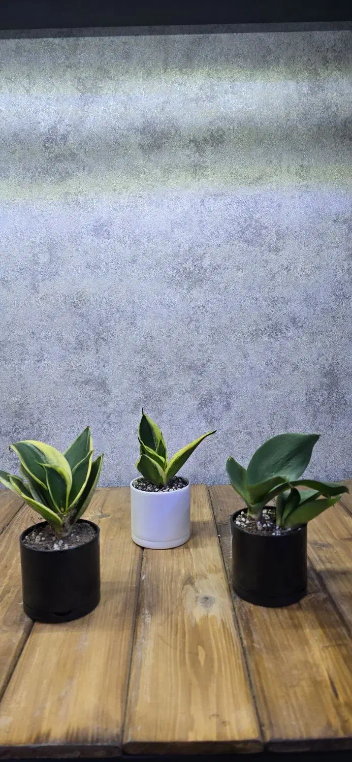 گیفت سانسوریا|گل و گیاه طبیعی|شاهین‌شهر, نبوت|دیوار