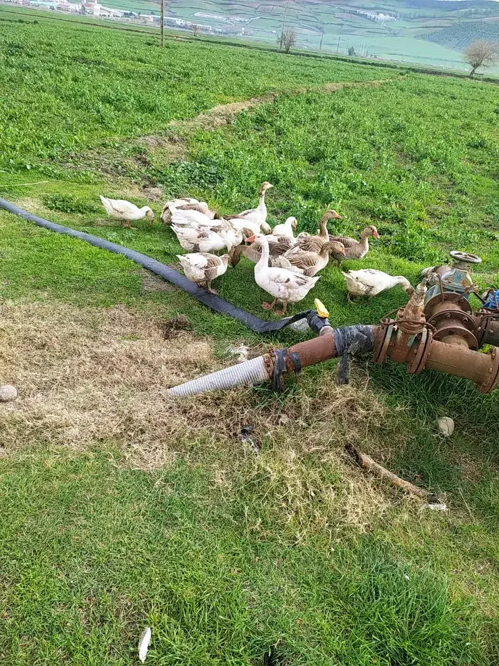 غاز محلی|حیوانات مزرعه|مینودشت, |دیوار