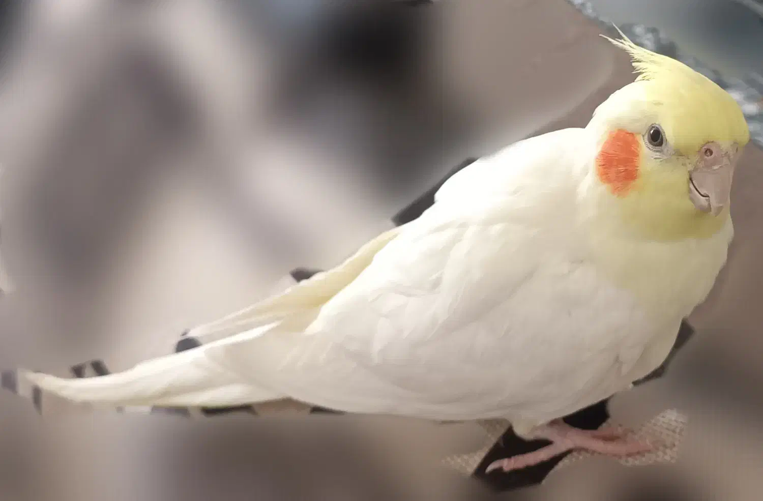 عروس هلندی لوتینو ماده|پرنده|طبس, |دیوار