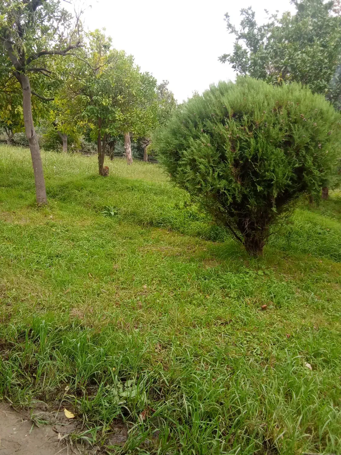 اجاره زمین کشاورزی میخواهم|فعالیت داوطلبانه تحقیقاتی|نیشابور, ده حلاج|دیوار