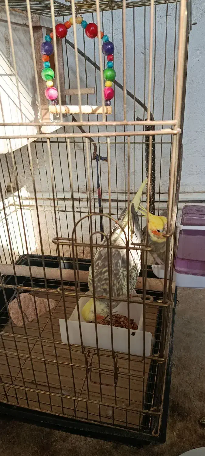 عروس هلندی مولد|پرنده|زرنه, |دیوار