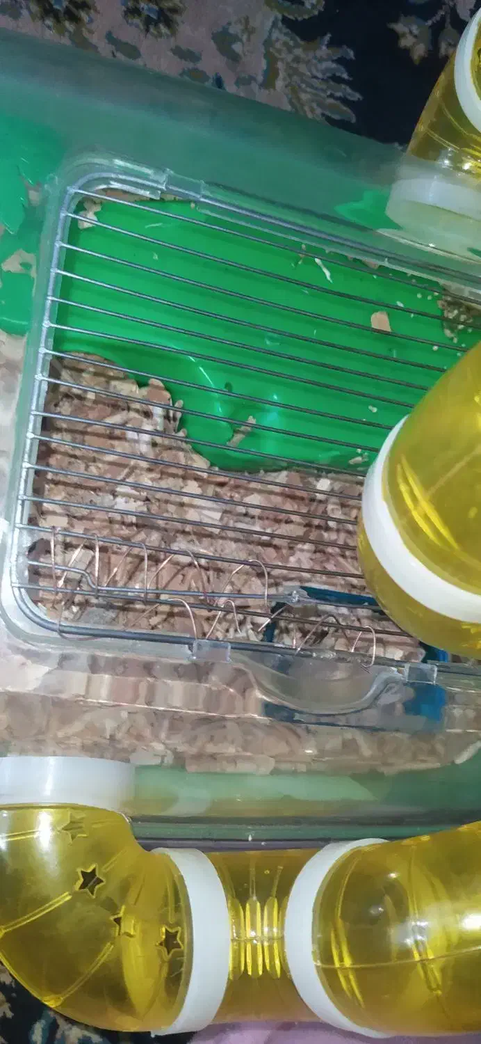 همستر نر|موش و خرگوش|گرگان, |دیوار