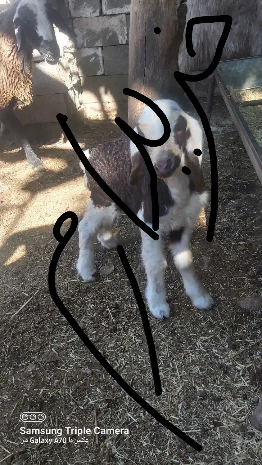 میش|حیوانات مزرعه|دهدشت, |دیوار