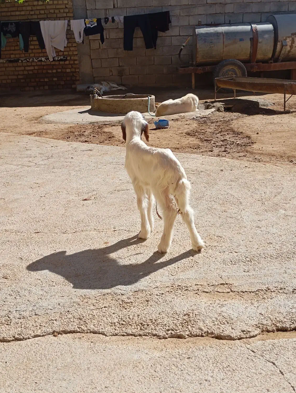 کاور نر سنجابی|حیوانات مزرعه|ماهیدشت, |دیوار