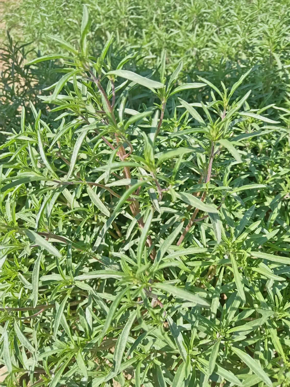 نیازمند وام فوری 30 ملیونی|فعالیت داوطلبانه|داران, |دیوار