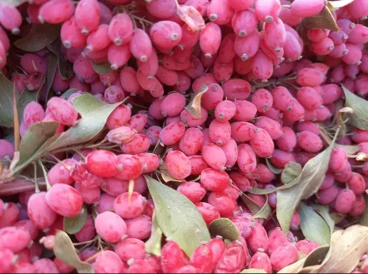 زرشک تازه|عمدهفروشی|قائن, |دیوار