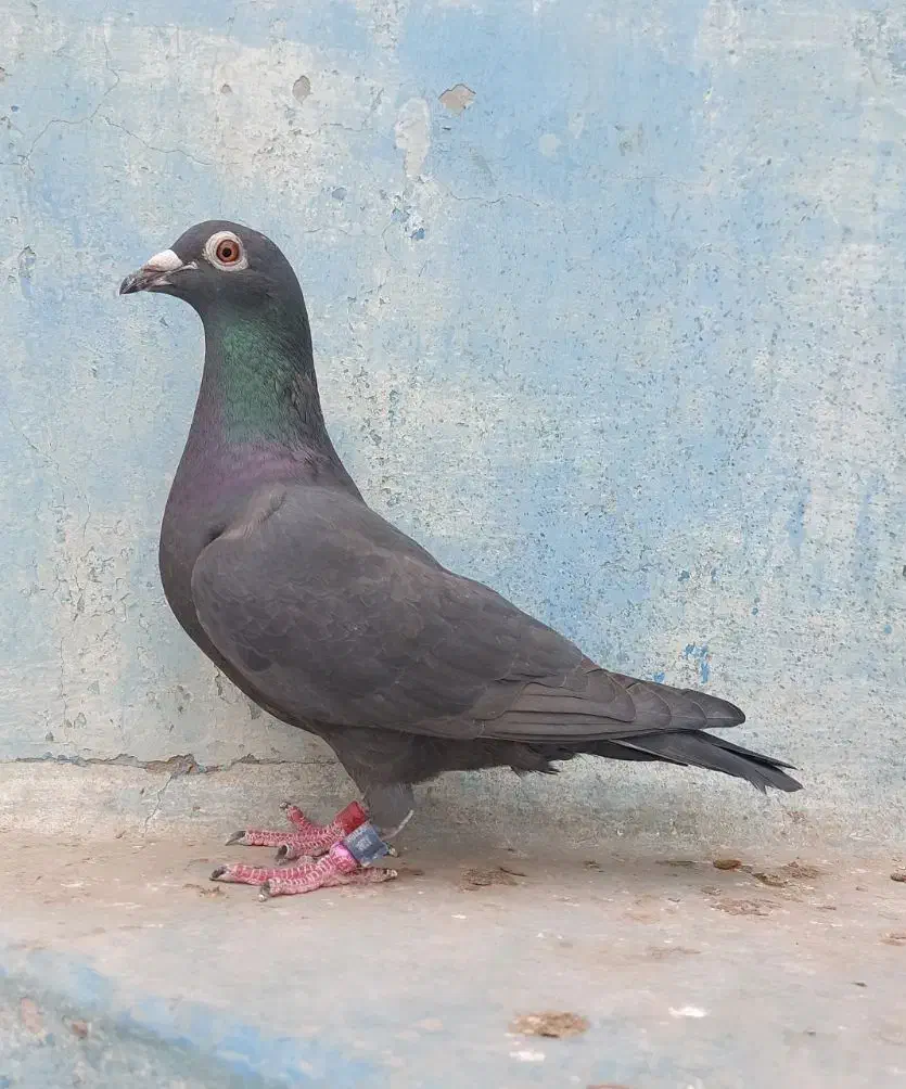 پلاکی مسافتی عراق نامبروان درجه یک|پرنده|اهواز, کمپلو شمالی|دیوار