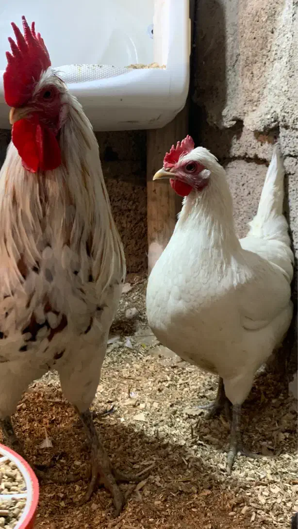 تخم نطفه دار گلین|حیوانات مزرعه|دهگلان, |دیوار