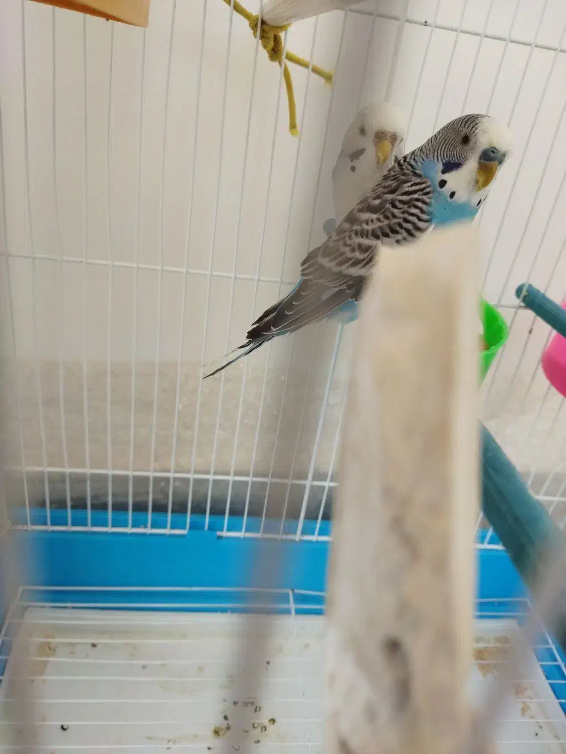 یک جفت مرغ عشق مولد و سالم|پرنده|بوکان, |دیوار