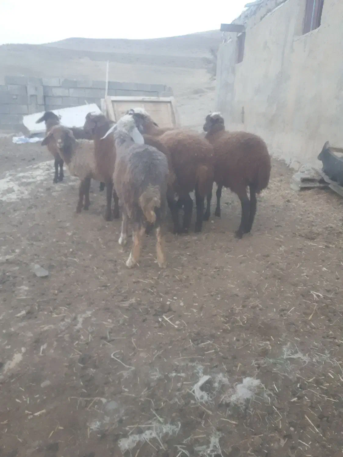 بره (نرو ماده )۷ رس|حیوانات مزرعه|عنبران, |دیوار