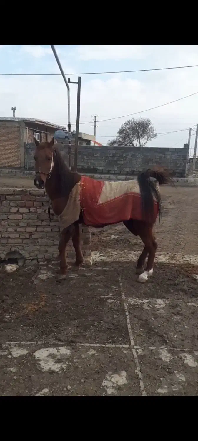 مادیان|اسب و تجهیزات اسب‌سواری|کرمانشاه, |دیوار