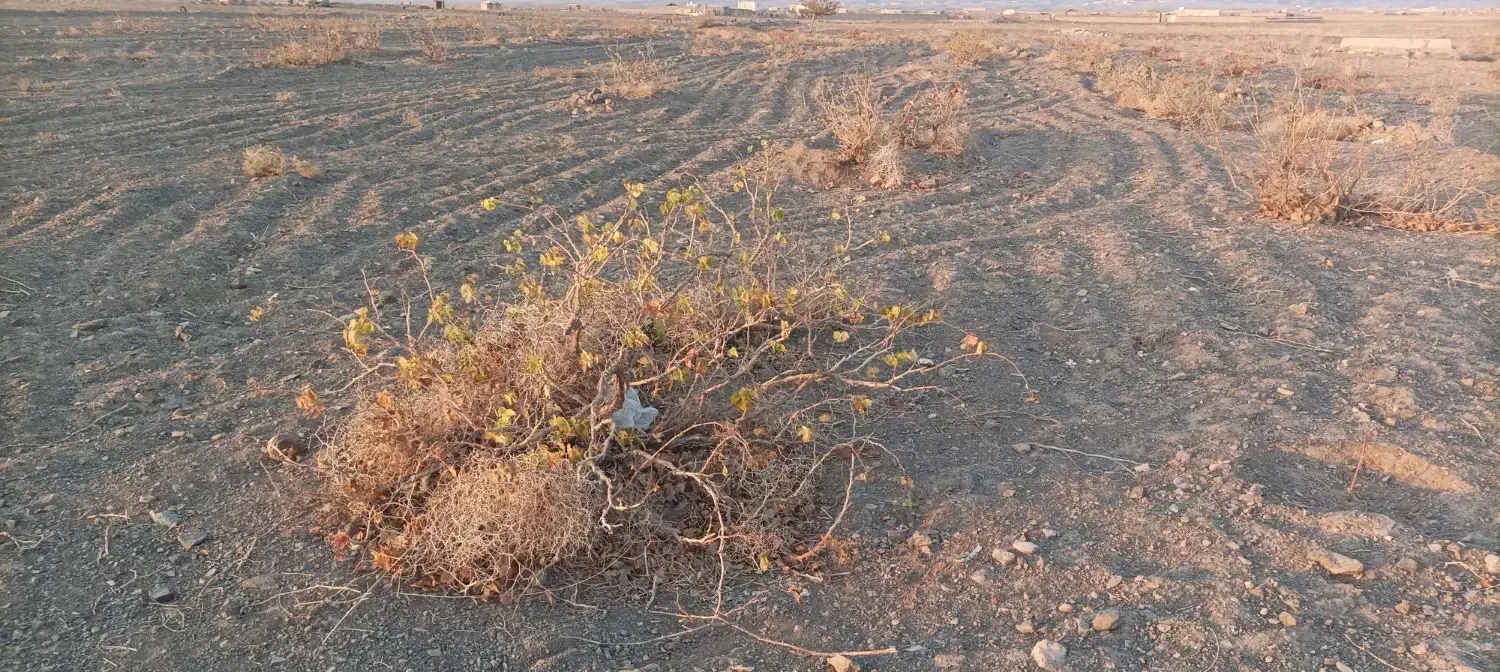 زمین|فروش زمین و ملک کلنگی|سبزوار, کراب|دیوار