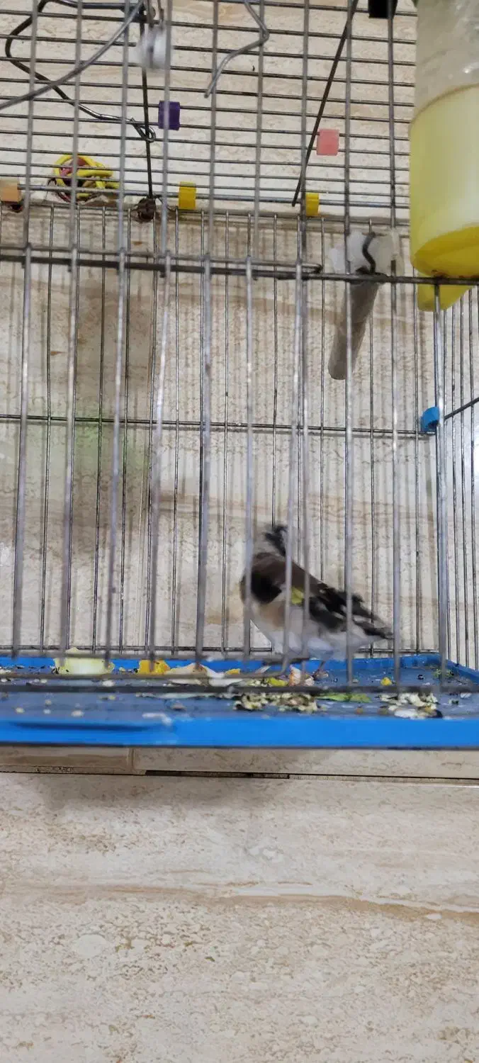 سهره قناری|پرنده|خمینیشهر, |دیوار