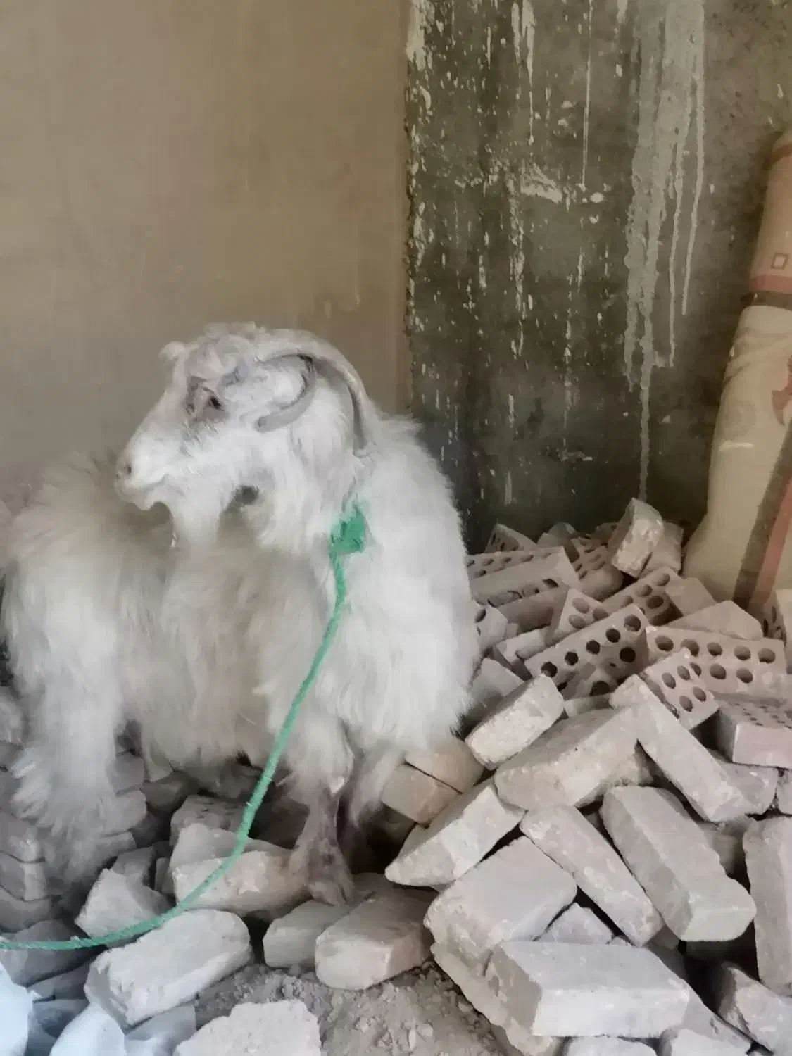 بز سر حال|حیوانات مزرعه|نسیمشهر, |دیوار