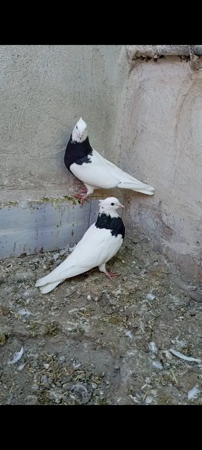 طوقی واکسی|پرنده|دره شهر, |دیوار