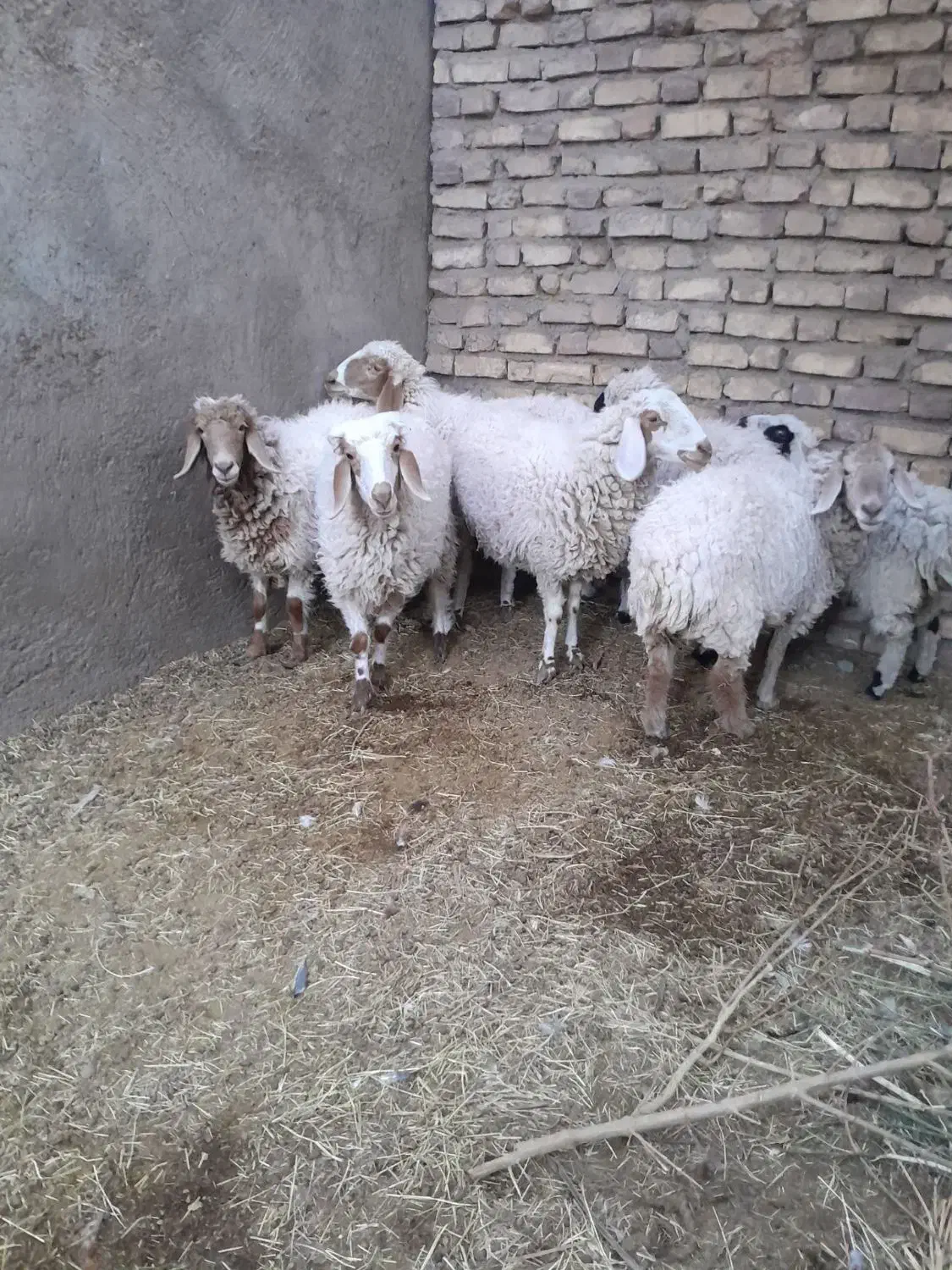 فروش گوسفند|حیوانات مزرعه|نرماشیر, |دیوار