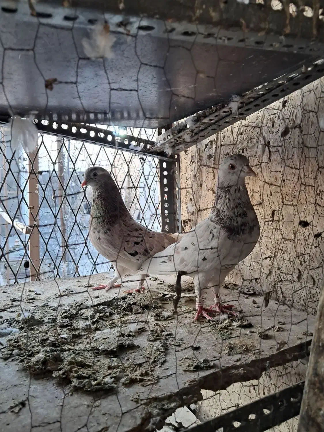 سرورنروماده بشرت|پرنده|کرج, شهرک سهرابیه|دیوار