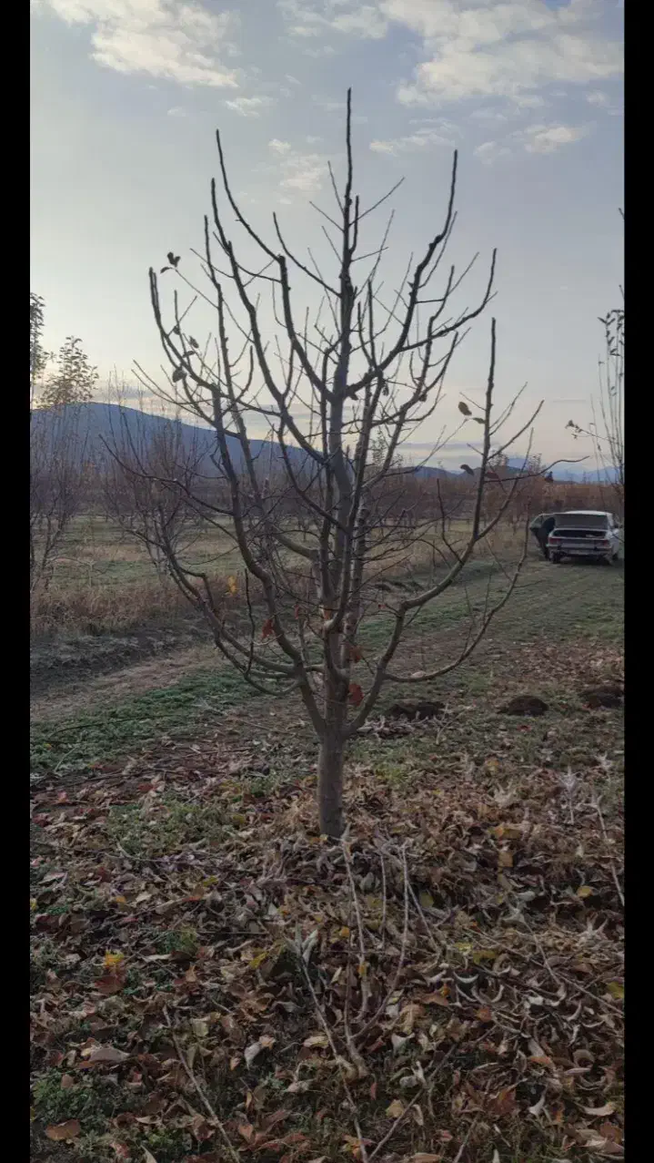 هرس درختان|خدمات باغبانی و درختکاری|خرم‌آباد, |دیوار