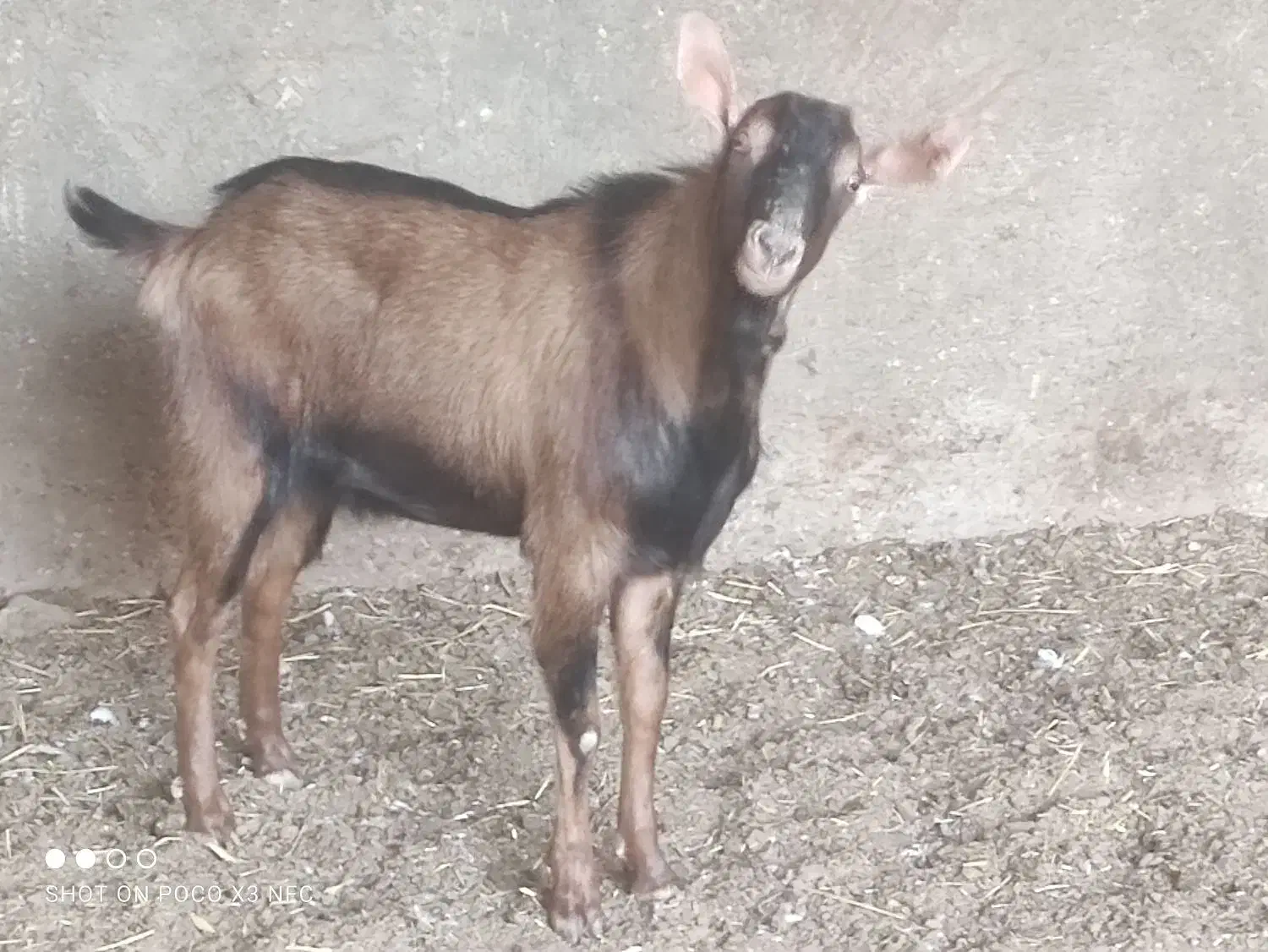 کره نر|حیوانات مزرعه|اردکان, |دیوار