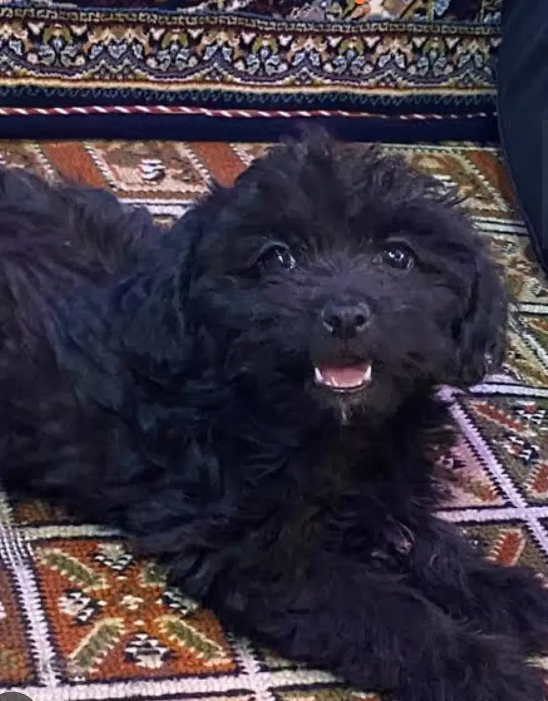 سگ شیتزو|سگ|گرگان, |دیوار