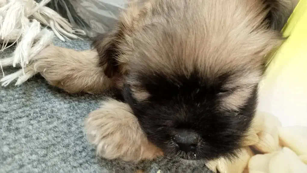 واگذاری سگ شیتزو پامر|سگ|صدرا-فارس, فاز ۲|دیوار