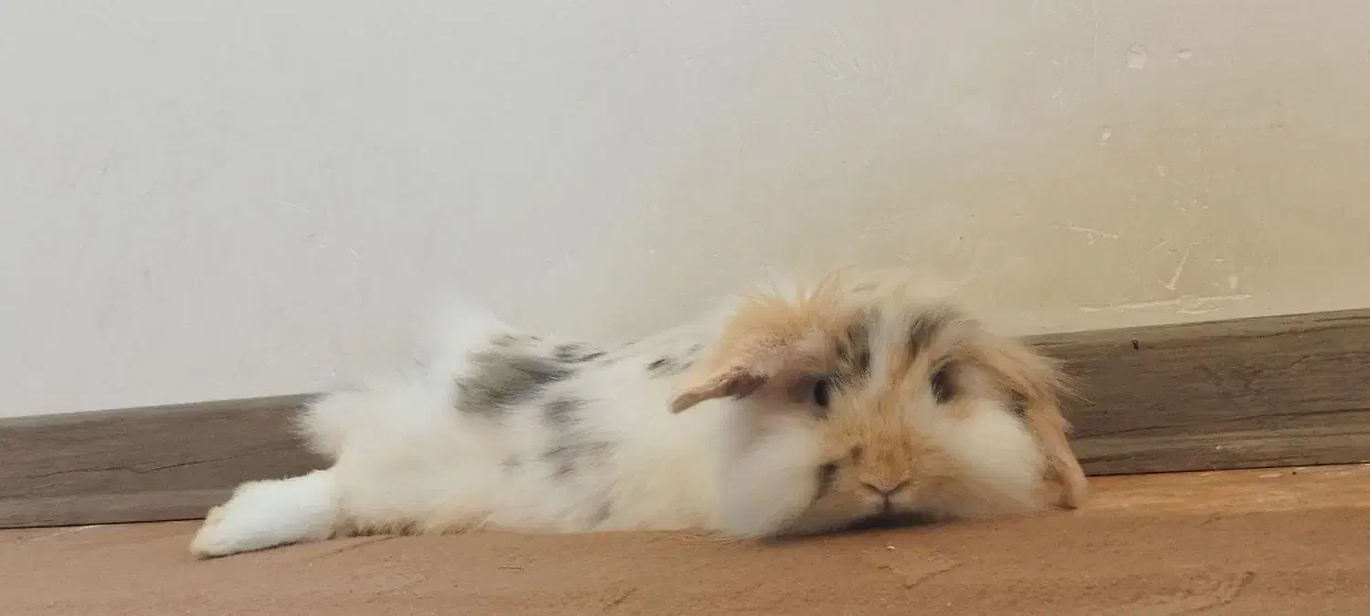 حیوان خانگی خرگوش|موش و خرگوش|سهند, |دیوار