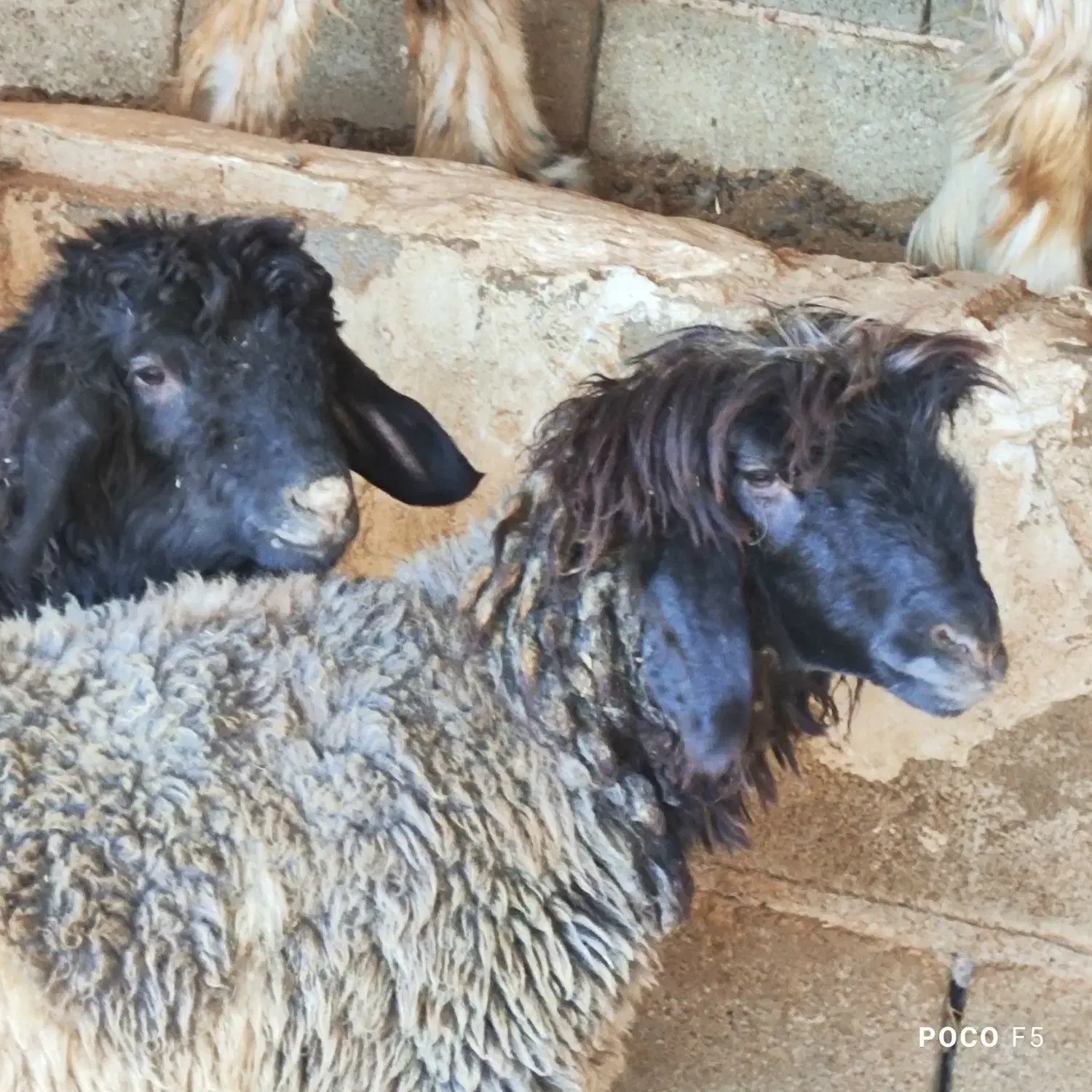 ۲ راس بره ماده داشتی بهمن بیگی|حیوانات مزرعه|شیراز, شاپورجان|دیوار