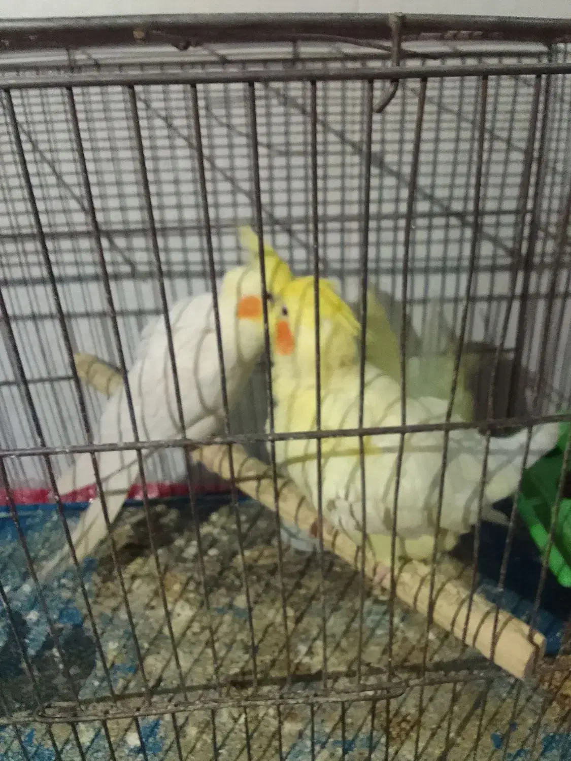 عروس هلندی|پرنده|الوند, |دیوار