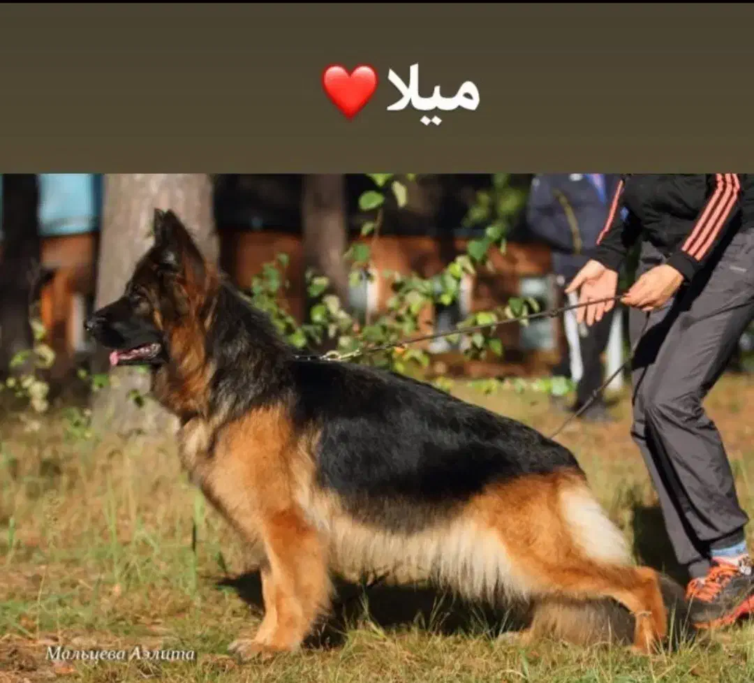 فروش سگ ژرمن شپرد ماده ۶ ماه|سگ|کرمان, |دیوار