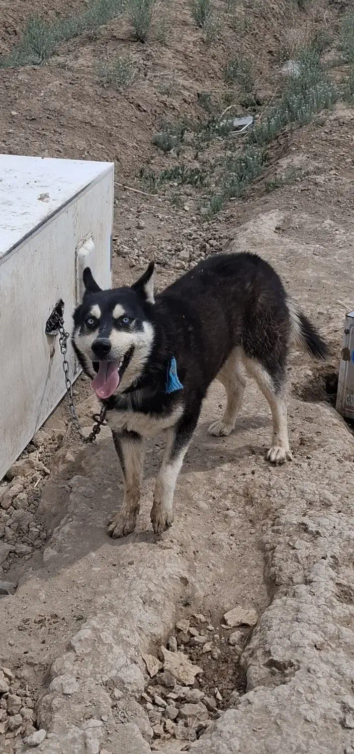 سگ هاسکی|سگ|اراک, |دیوار