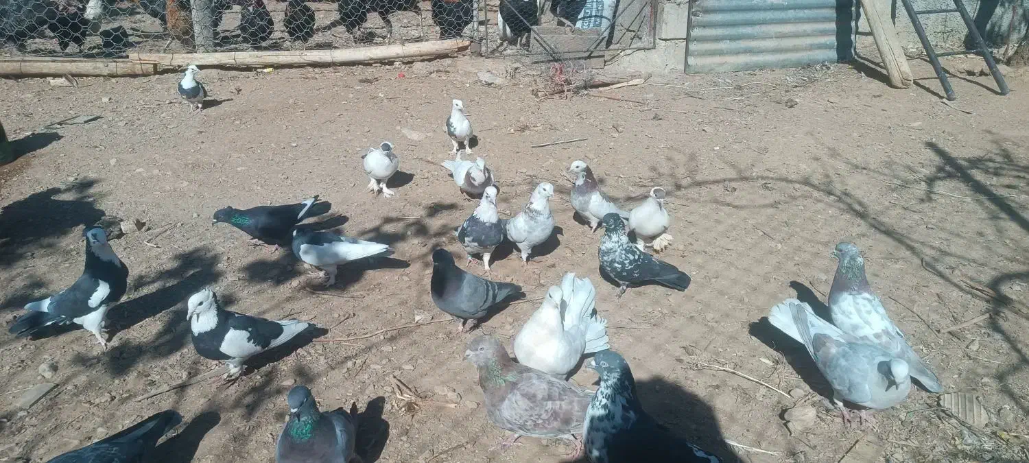 کفتر|پرنده|گلپایگان, |دیوار