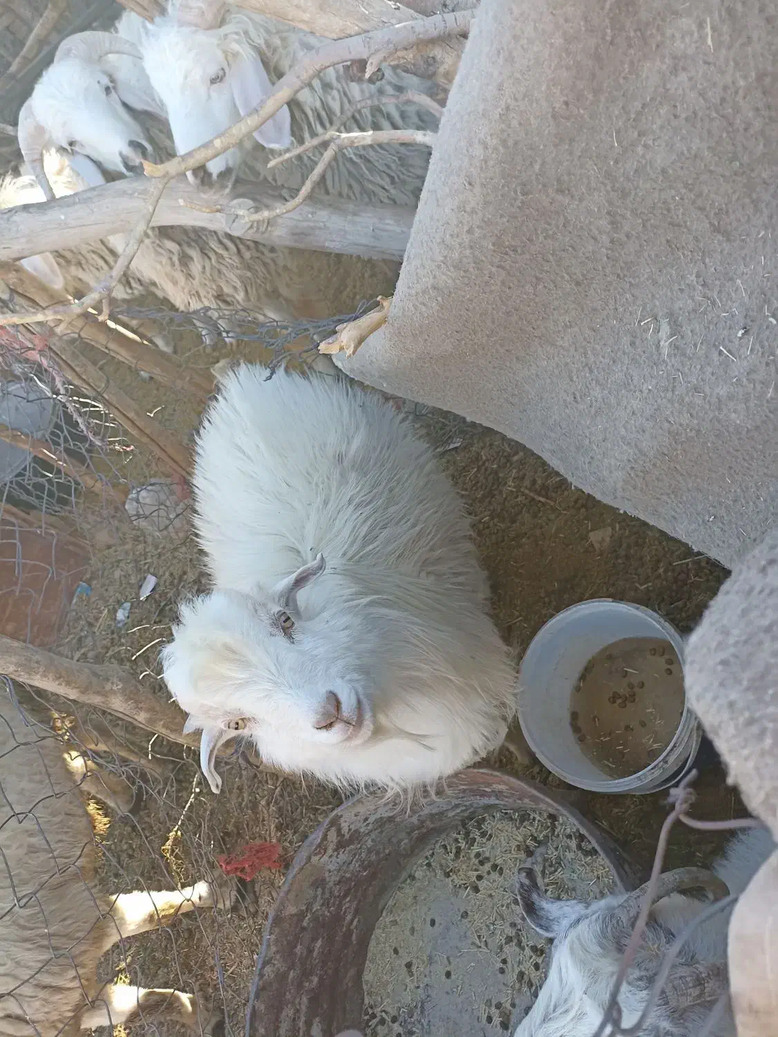 گوسفند.بره.کره.محلی|حیوانات مزرعه|بردسیر, |دیوار