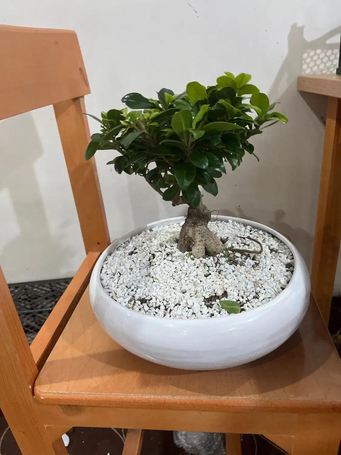 گیاه بونسای|گل و گیاه طبیعی|تهران, جمال‌زاده|دیوار