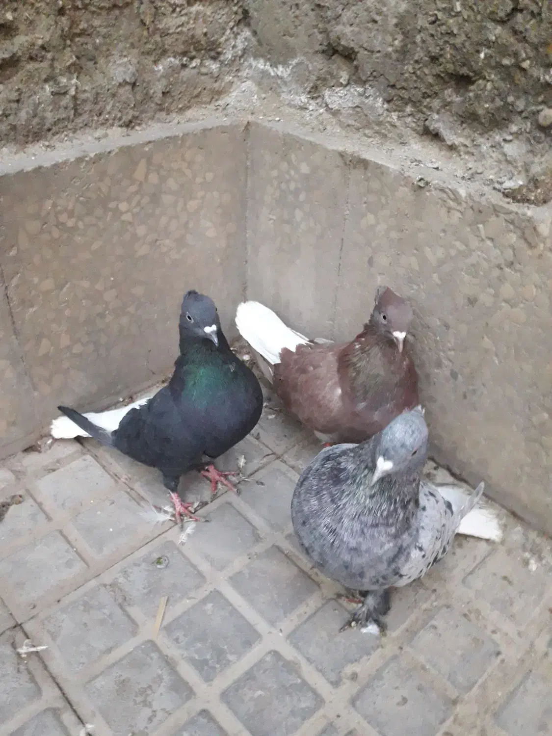 دمسفیدکله دوکت|پرنده|اصفهان, کوی امیریه|دیوار