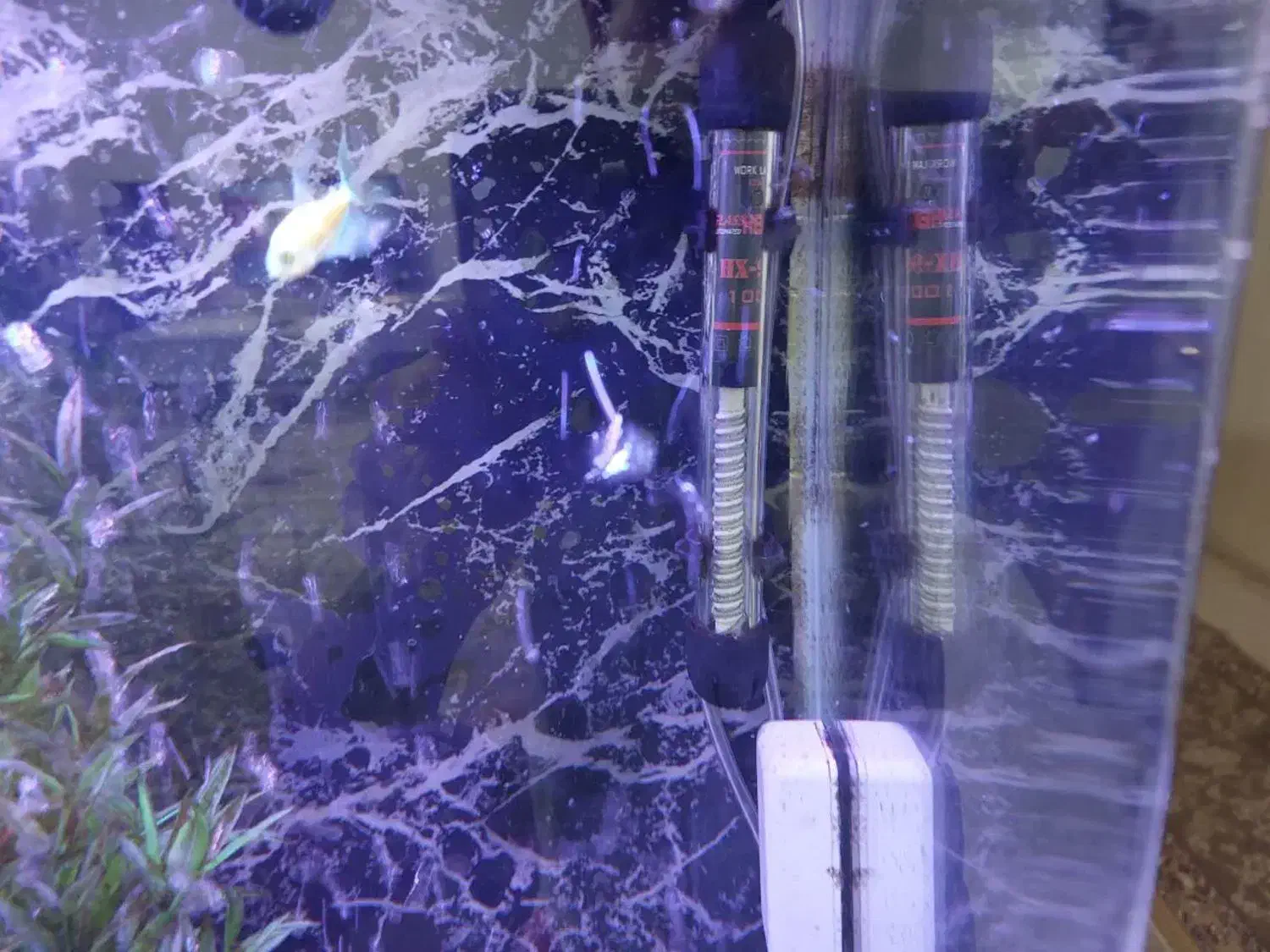 آکواریوم شرکتی ۵۰لیتری کامل|ماهی|هشتگرد, فاز ۱ مهستان|دیوار