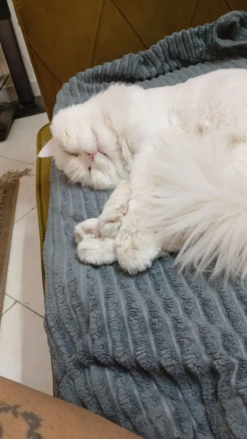 گربه پرشین فلت نر دم روباهی|گربه|تهران, زرکش|دیوار