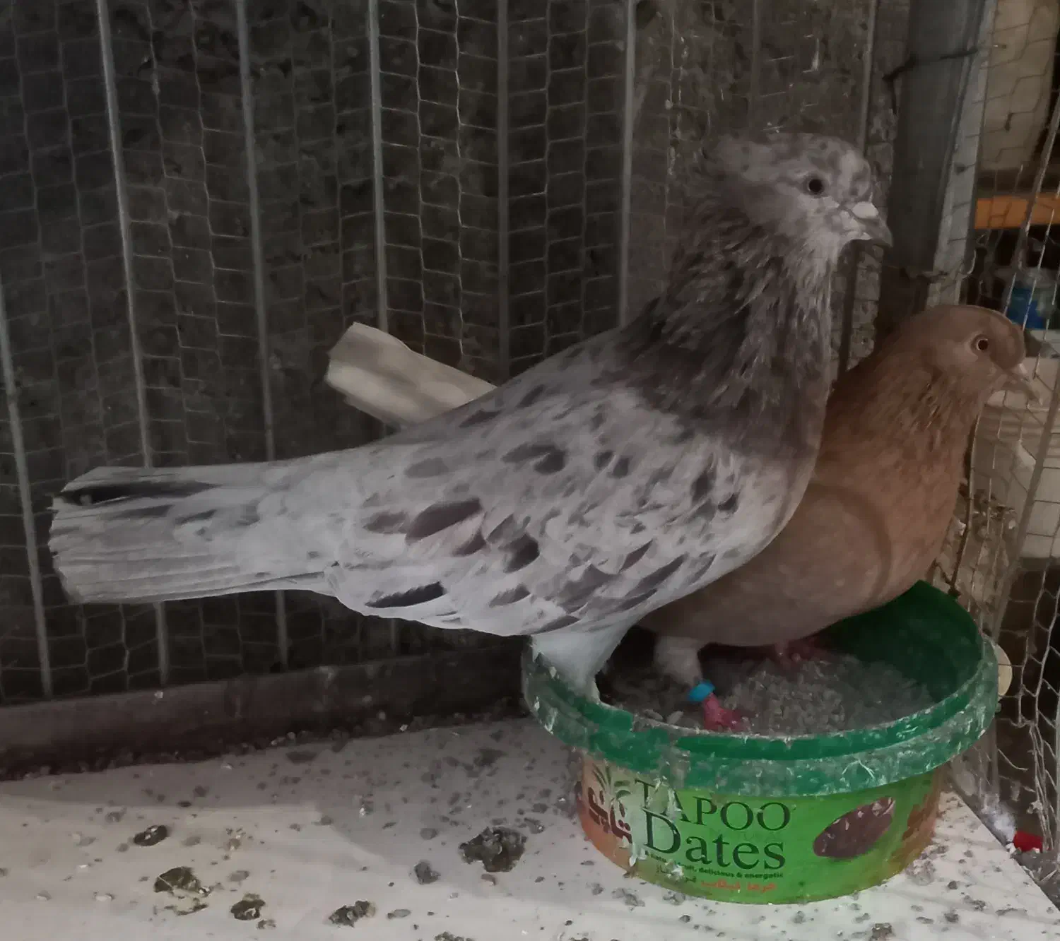 کبوارزردی سرور|پرنده|فریدون‌کنار, |دیوار