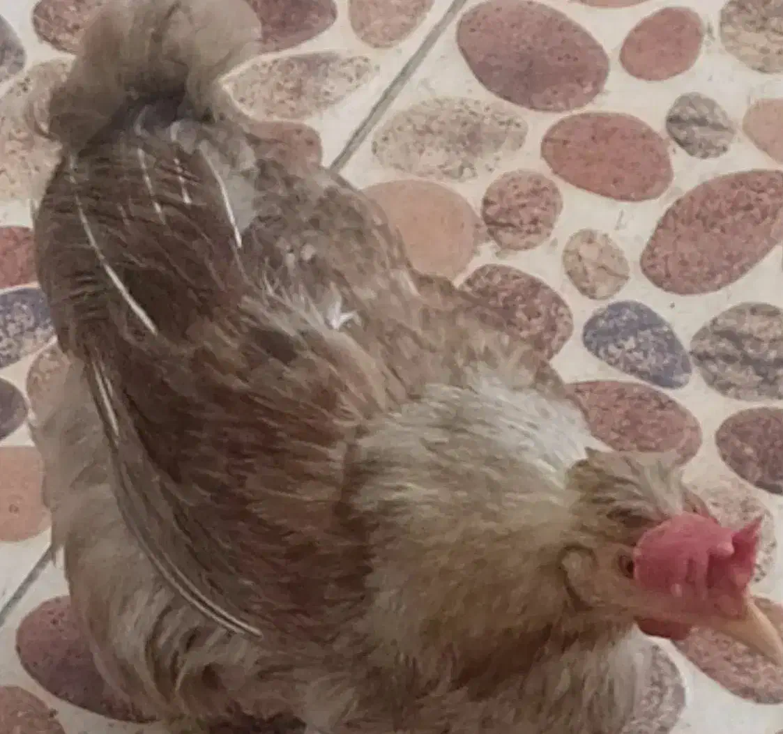 تخمگذار|حیوانات مزرعه|بندر ماهشهر, |دیوار