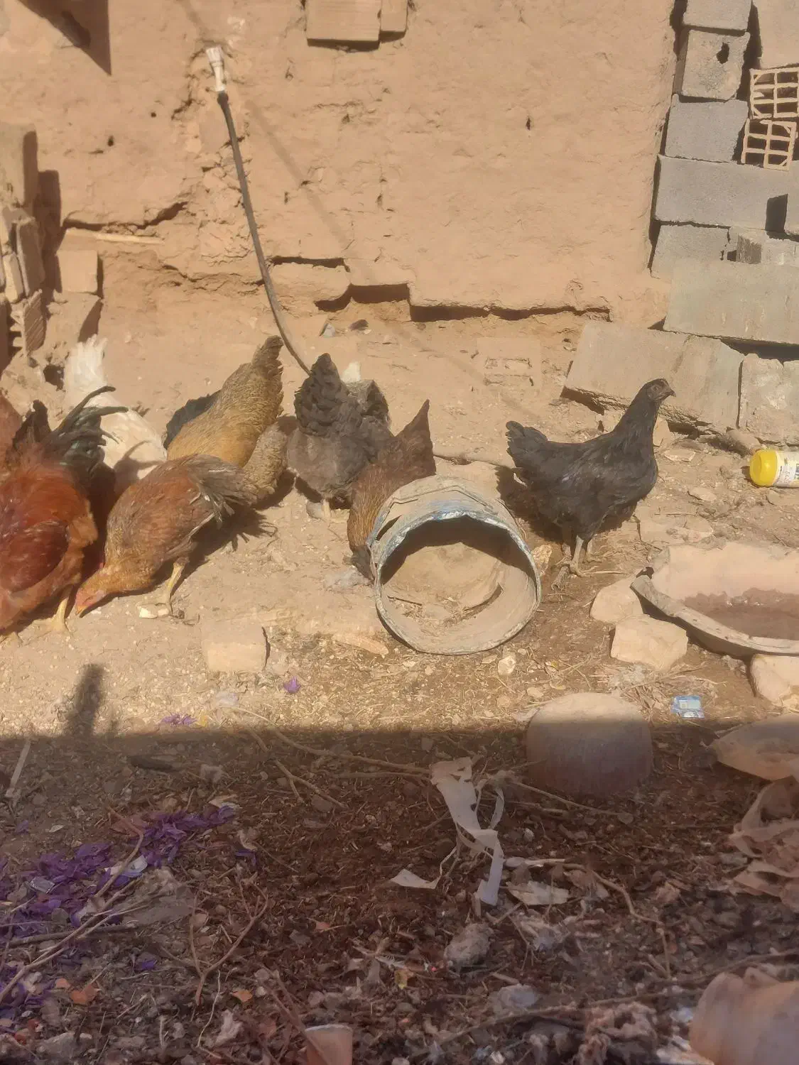 ۷تا مرغ جوان|حیوانات مزرعه|اسفراین, |دیوار