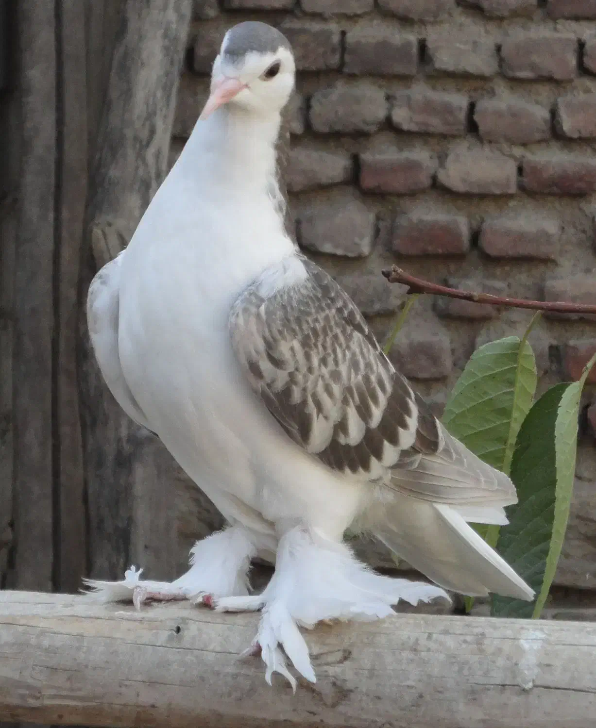 کبوتر لاهور|پرنده|نقده, |دیوار