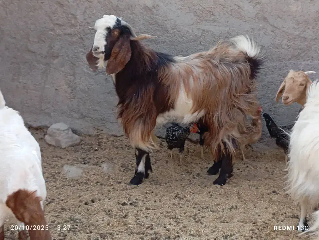 بره نر و کهره نر|حیوانات مزرعه|زابل, |دیوار