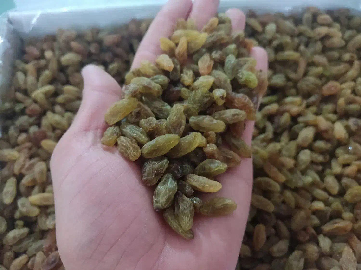 خشکبار علی|خوردنی و آشامیدنی|کاشمر, |دیوار