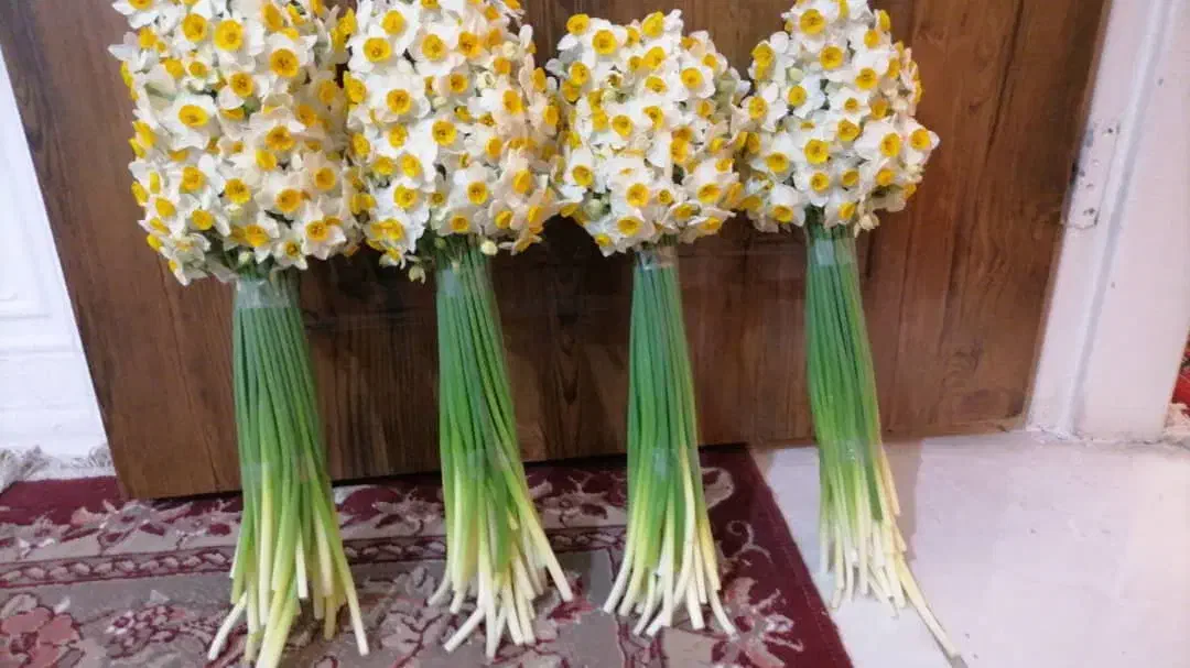 گل نرگس|گل و گیاه طبیعی|شیراز, لب آب|دیوار