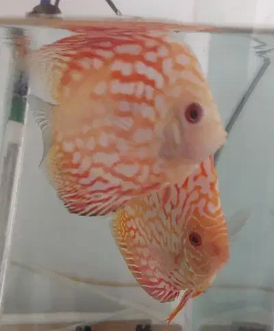 ماهی دیسکس|ماهی|پردیس, فاز ۳|دیوار