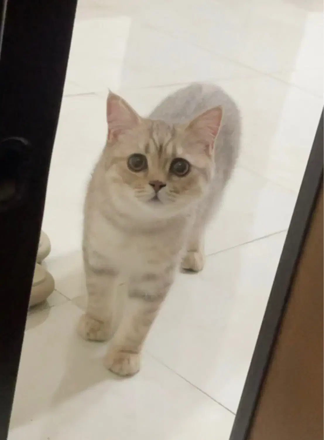 گربه بریتیش نر ۷ ماهه|گربه|رشت, گلسار|دیوار