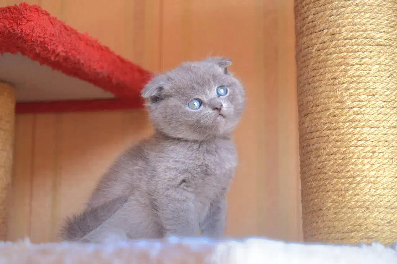 گربه اسکاتیش از مادر بریتیش|گربه|مشهد, چهارچشمه|دیوار