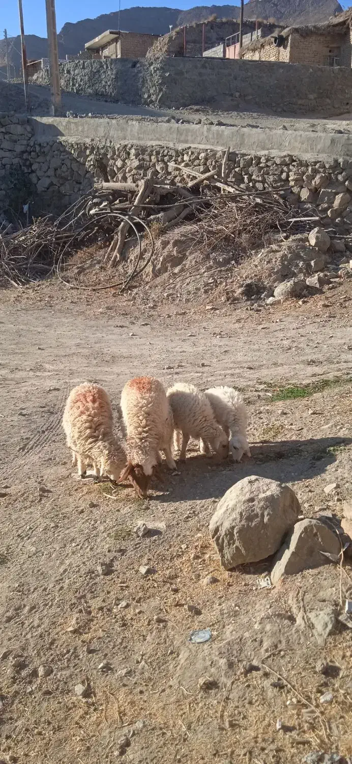 ۳ بره ماده ۱ بره نر|حیوانات مزرعه|قائن, |دیوار