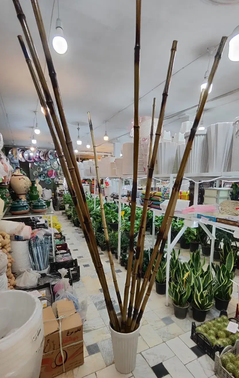 چوب بامبو ضخیم پایه گلدان استند سانسوریا یوکا پازل|گل و گیاه طبیعی|قم, ولیعصر|دیوار