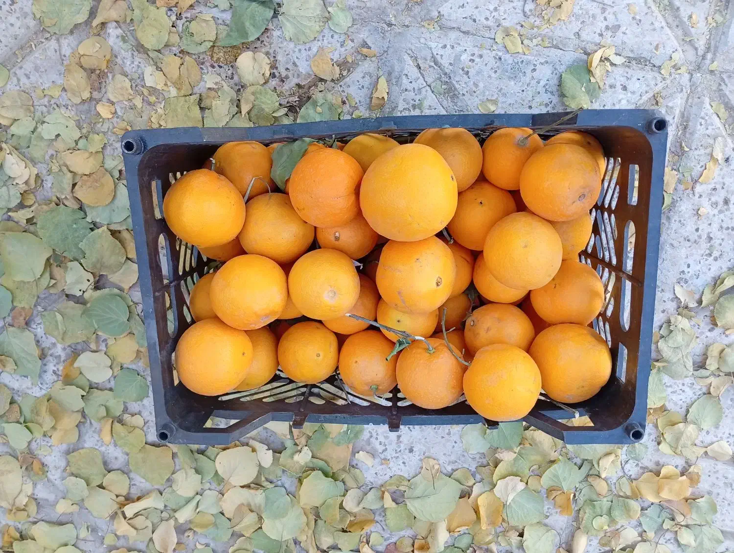 کیوی و پرتغال|خوردنی و آشامیدنی|مشهد, انقلاب|دیوار