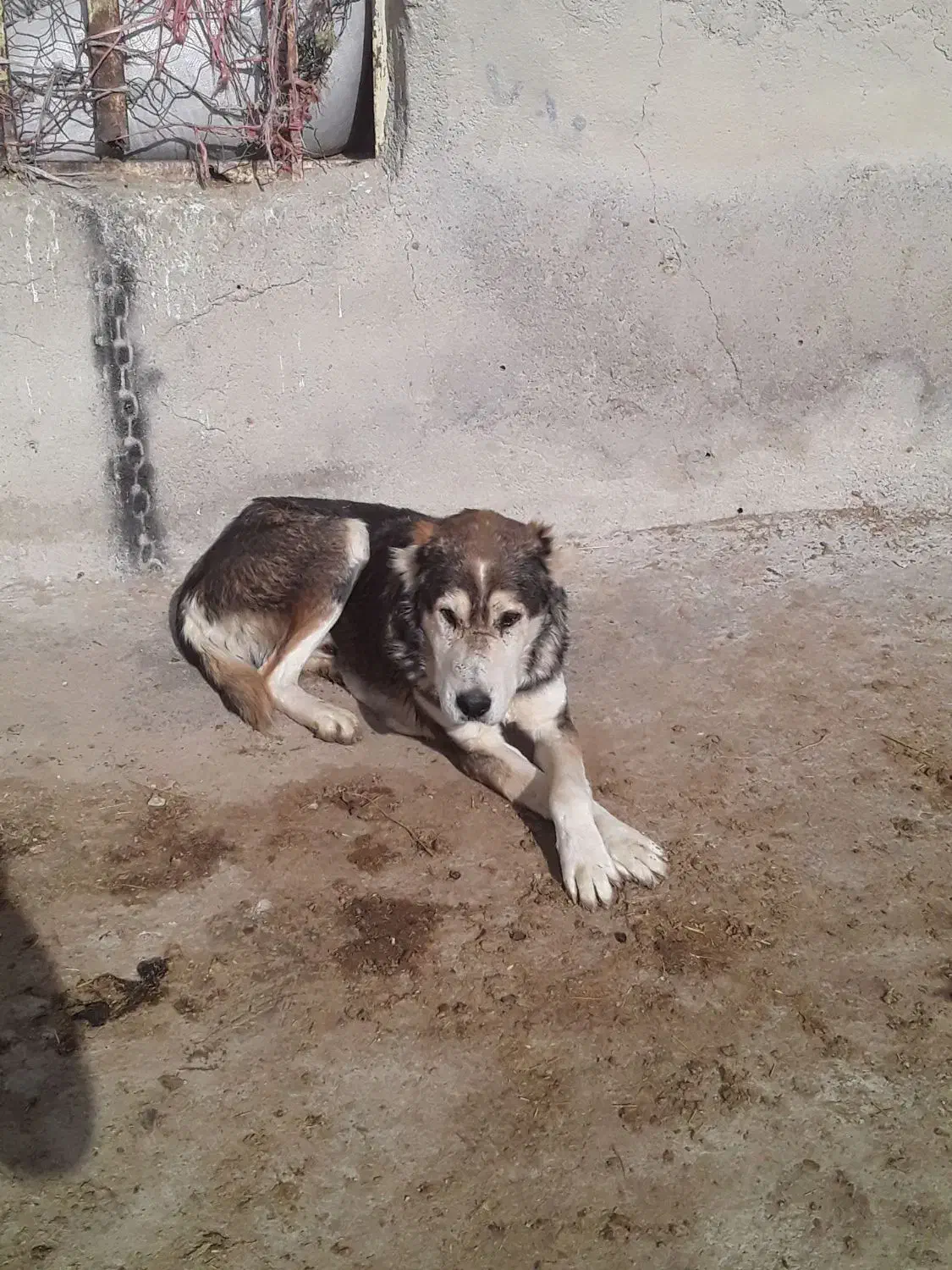 سگ گله|سگ|قوچان, |دیوار